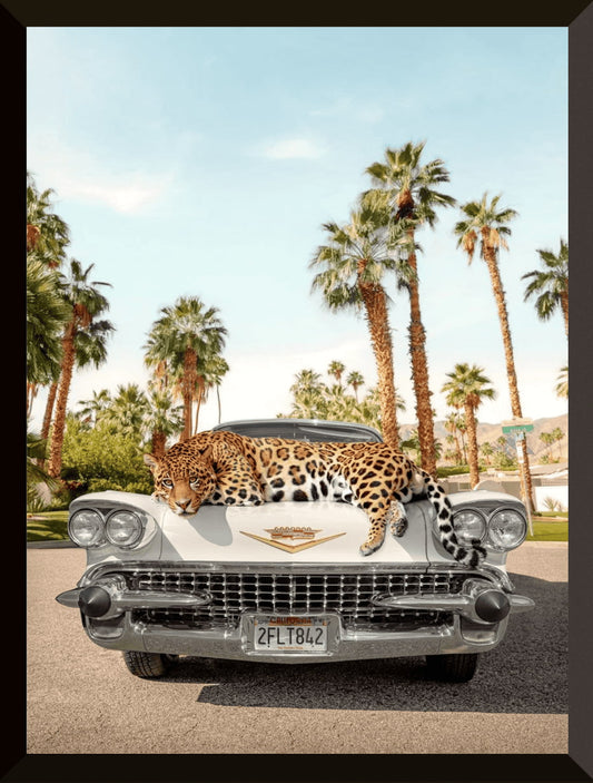 Leopardo Cadillac cool